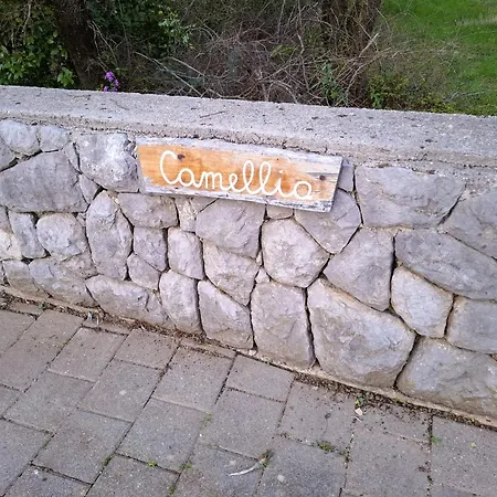 Camellia *